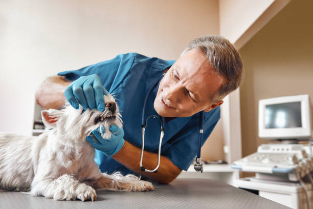 Best Emergency Dental Care for Abscessed Tooth in Bridgewater, VA